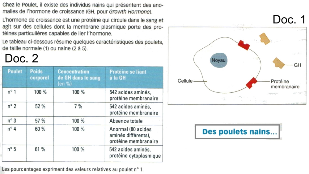poulets nains exo phenotype sans question.jpg